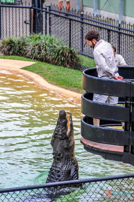 Croc show at Australia Zoo in Queensland, Australia