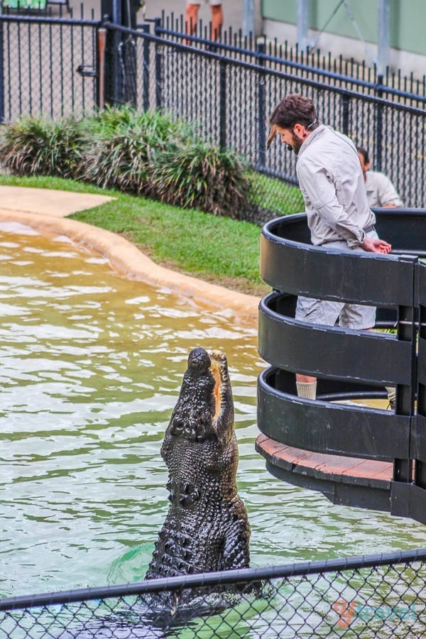 Saltwater croc at Australia Zoo, Queensland, Australia