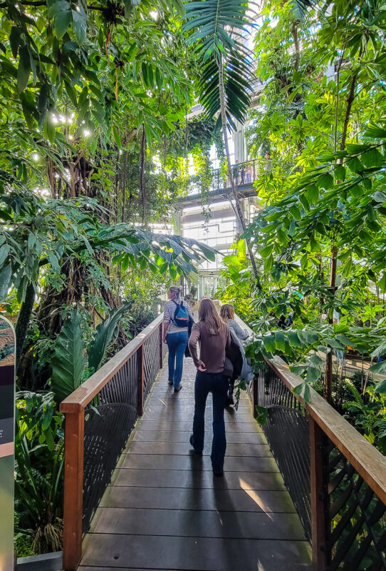 Boardwalk and plants in a graden