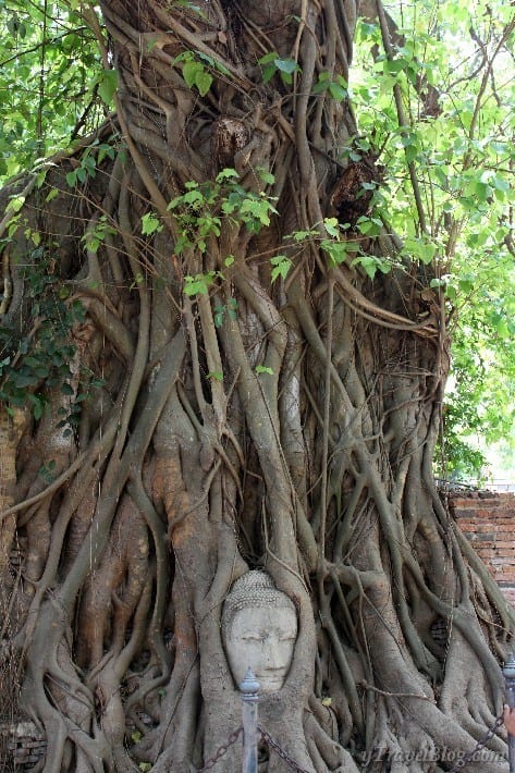 buddha head in banyan tree ayutthaya