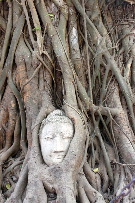 buddha head in banyan tree ayutthaya 