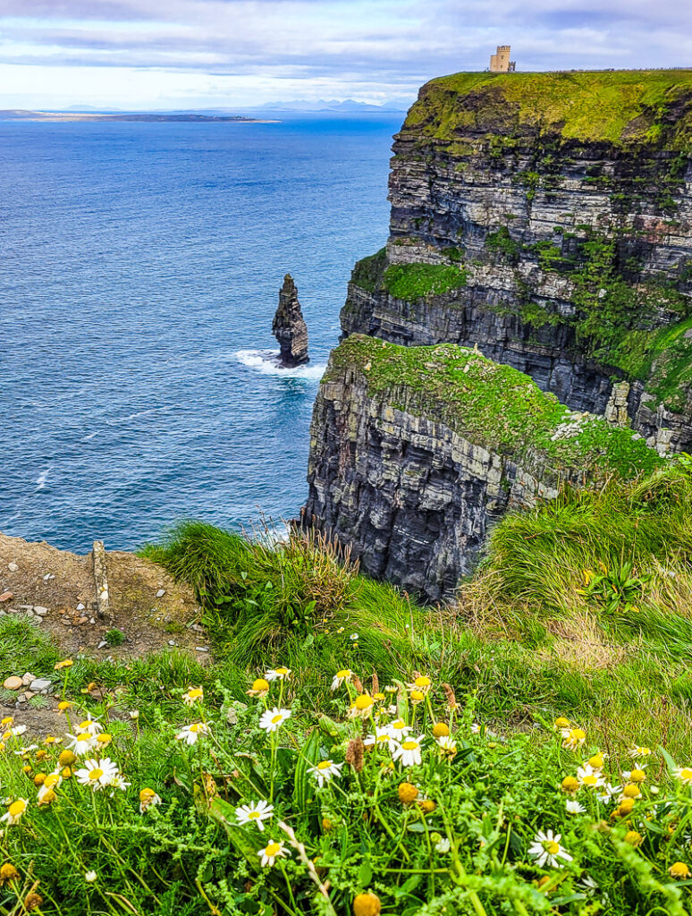 Flowers on the edge of a cliff overlooking the ocean