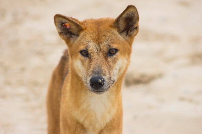 Dingo face looking at camera