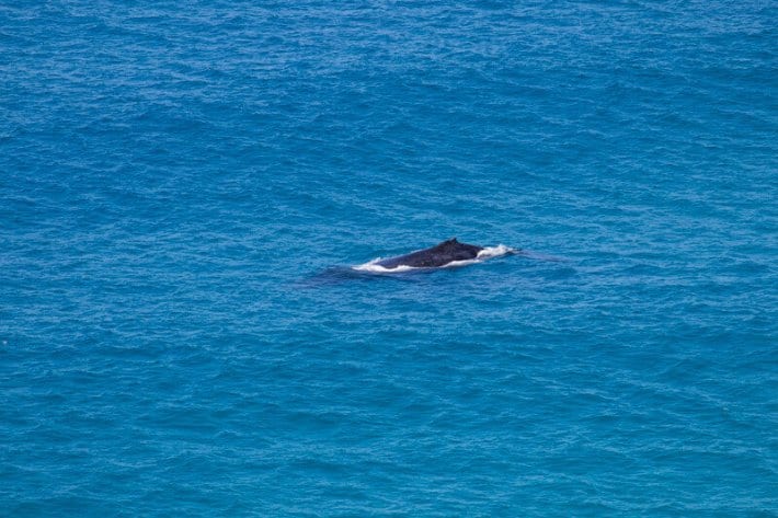 Humpback whale migrating past Indian Head - things to see on Fraser Island in Australia