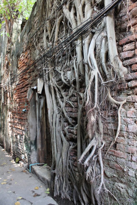 trees growing on side of historic building chinatown