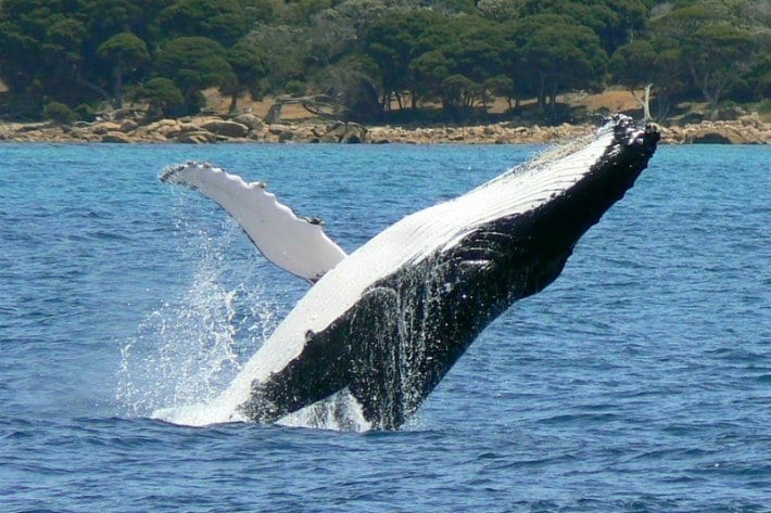 humpback whale