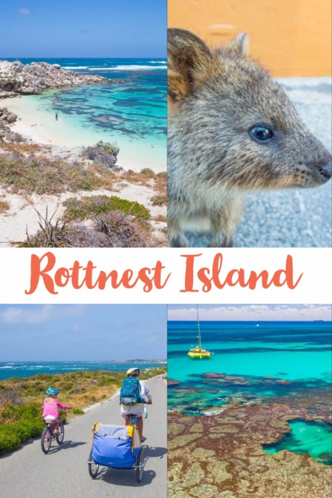 quokka and beach on rottnest