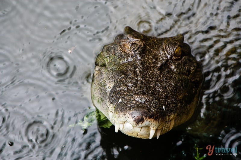 saltwater crocodile