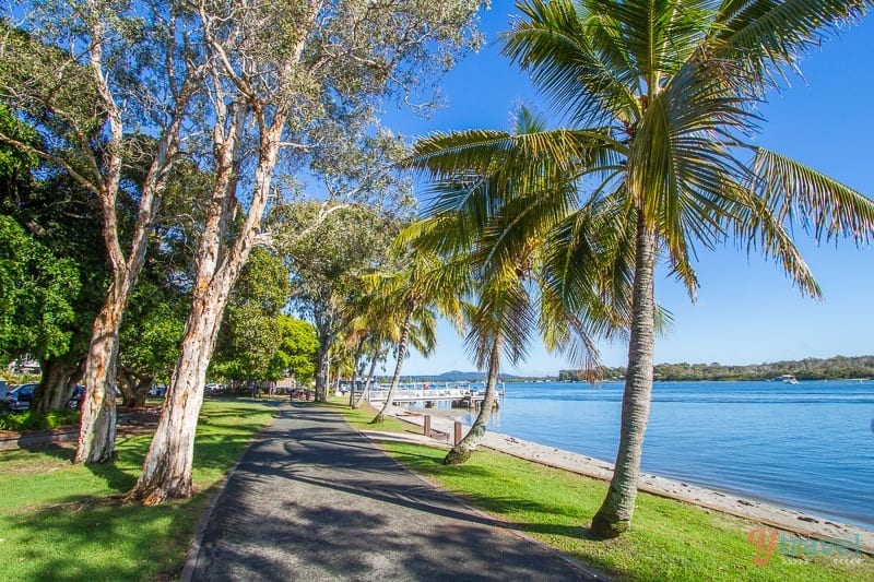 Noosaville esplanade lined with alm trees