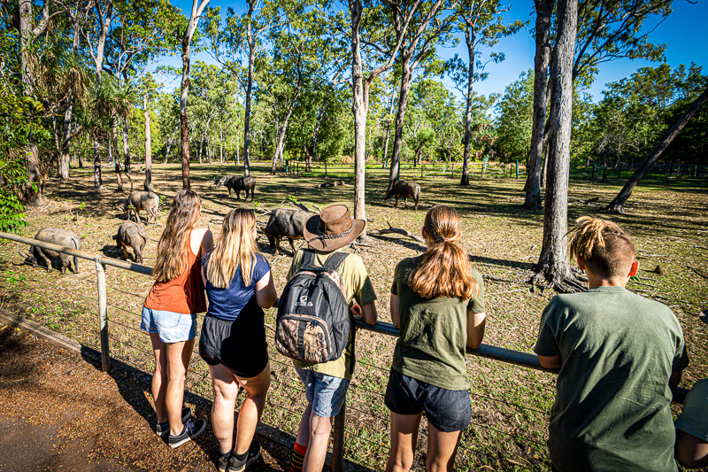 People looking at Buffalos behind a fence