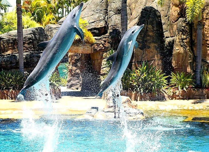 dolphins leaping out of the water at seaworld