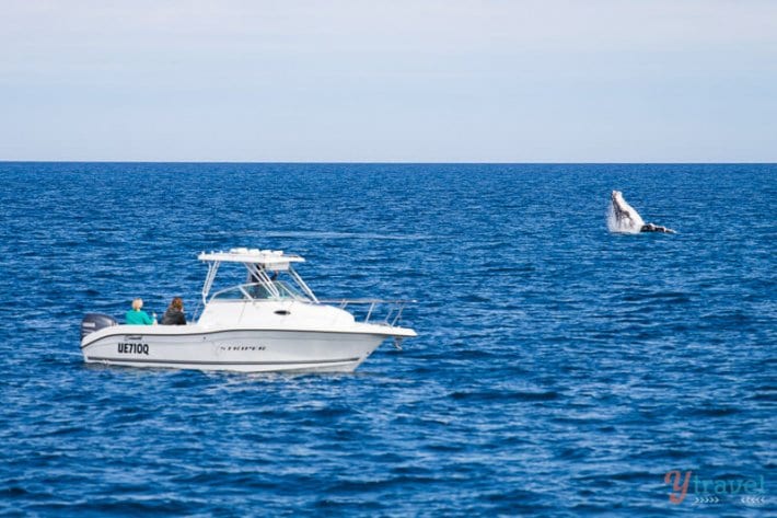 Humpback whale breaches in Hervey Bay, Queensland, Australia