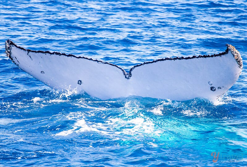 a whale's tail in the water