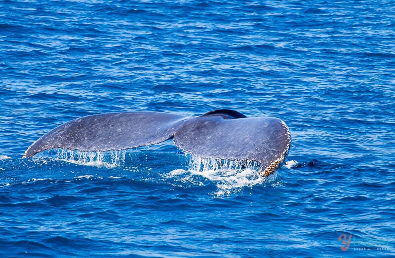 tail of a whale coming out of the water