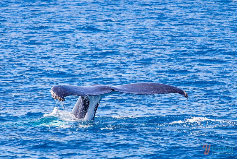 A whale swimming under water