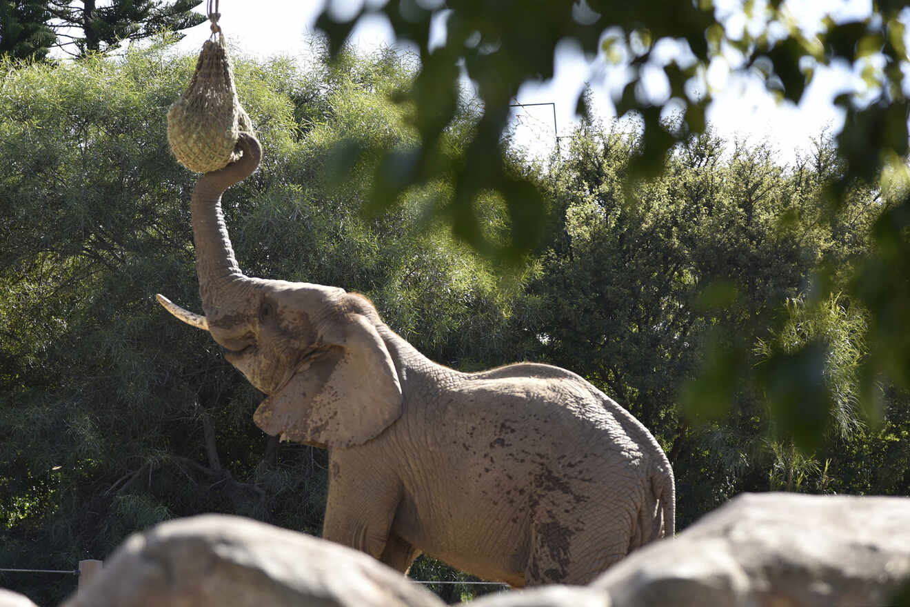 1 Visit Pass Zoo San Diego with family