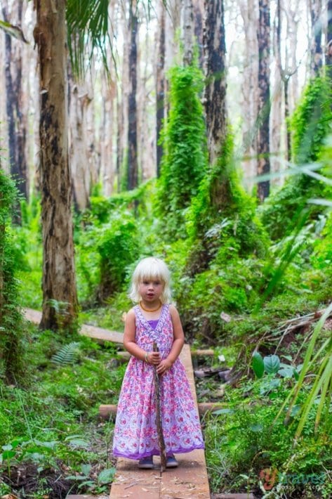 Paperbark Forest, Agnes Water, Queensland