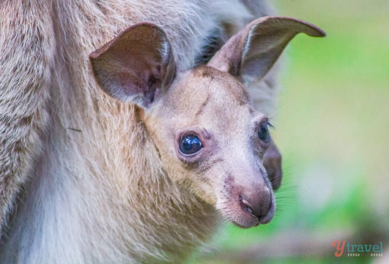 baby kangaroo in its mother's pouch