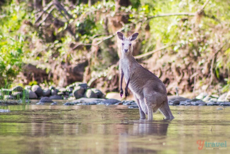 kangaroo standing in water