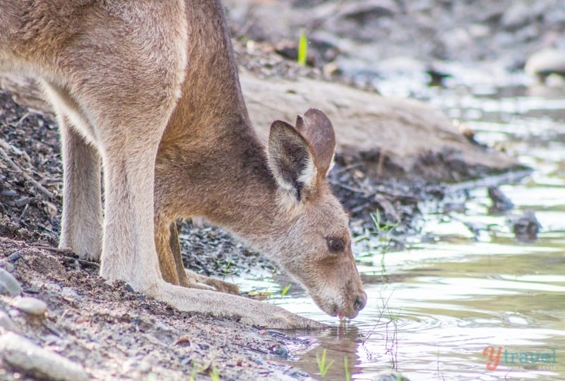 A kangaroo drinking water