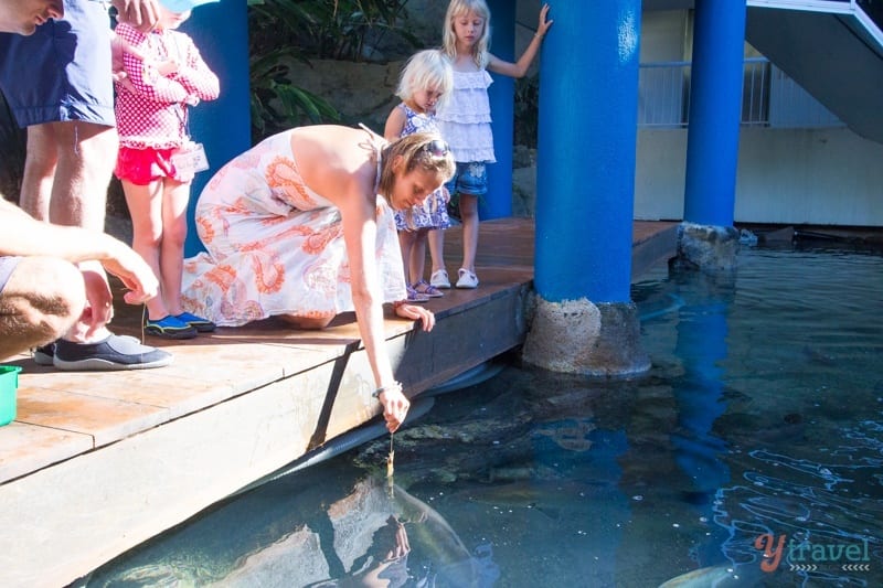 people feeding fish in water