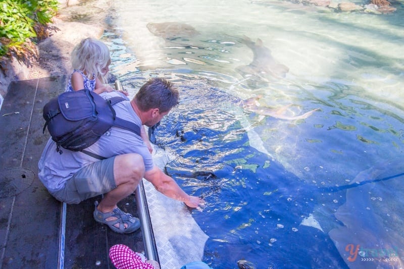 man and child feeding stingrays