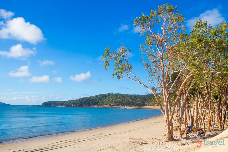 trees on the beach