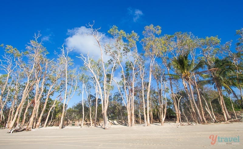 gum trees on the sand