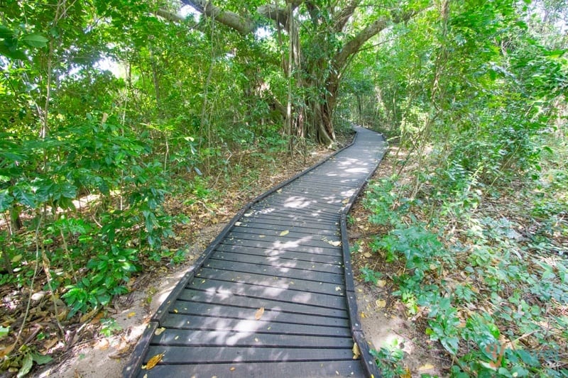 boardwalk through coastal shrub on Green Island, Cairns, Australia