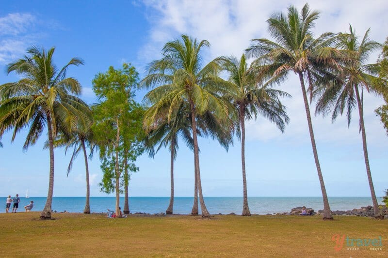 palm trees along water 