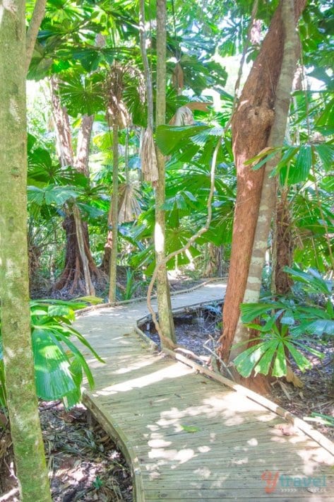 path winding through Daintree National Park