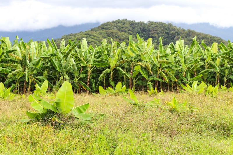 lush green forest and palm trees 