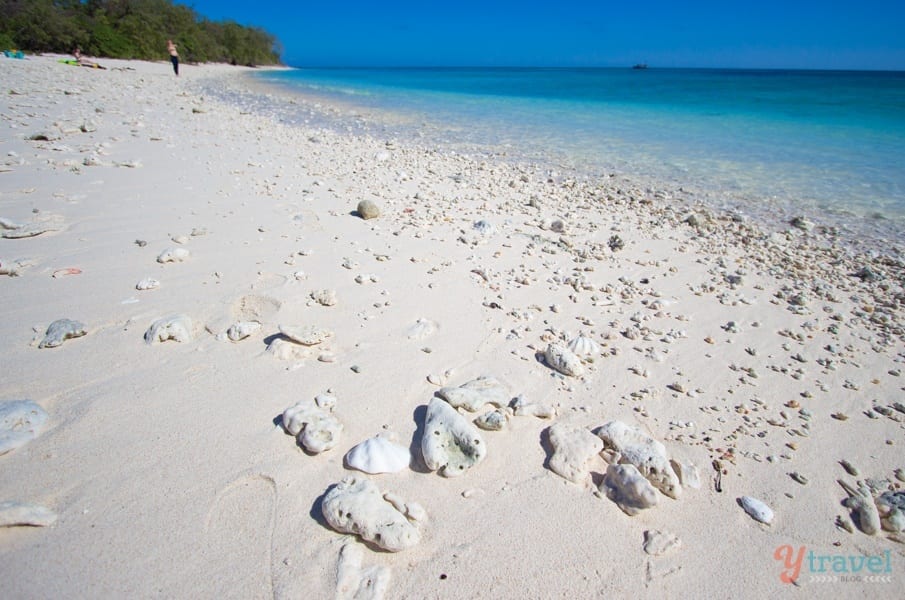 coral on the beach Lady Musgrave Island - Queensland