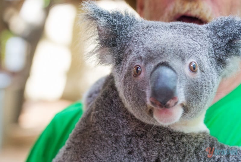 A close up of a koala