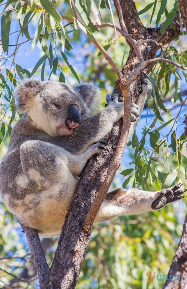 Cute koala in a tree on Magnetic Island - Queensland