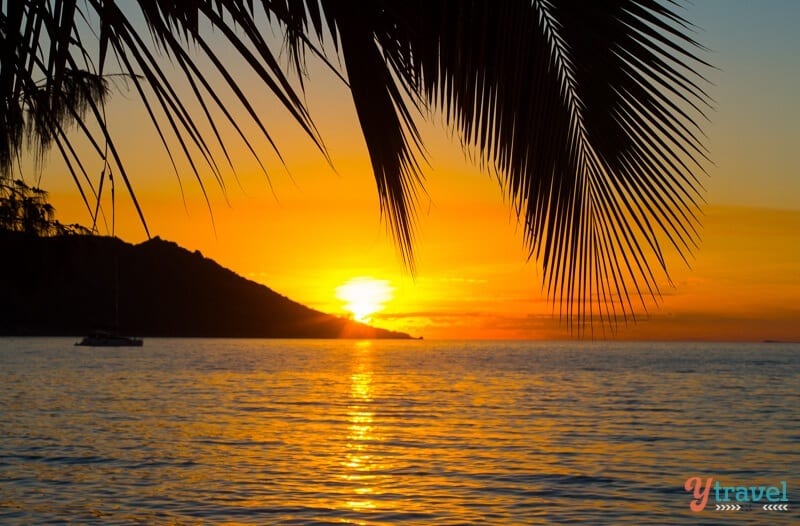 susnet framed by palm tree on Magnetic Island,