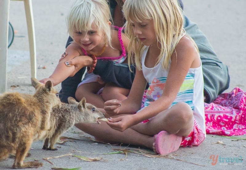 girls feeding arock wallabies on the sand