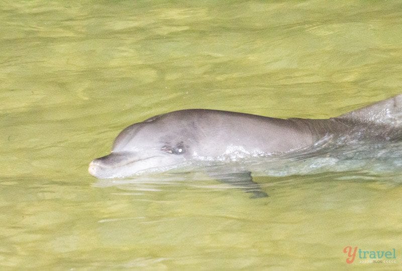 Dolphin in the water