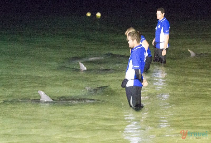 Dolphin feeding at Tangalooma Island Resort, Moreton Island, Queensland, Australia