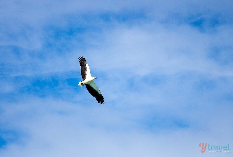 A bird flying in the air