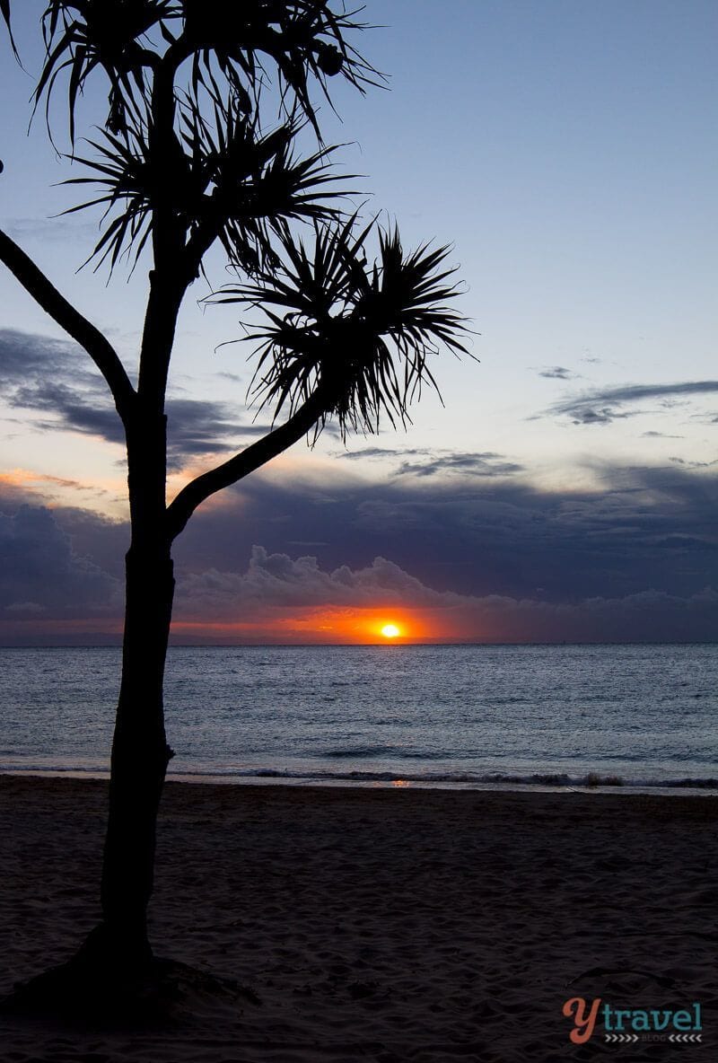 A sunset over a body of water next to a palm tree