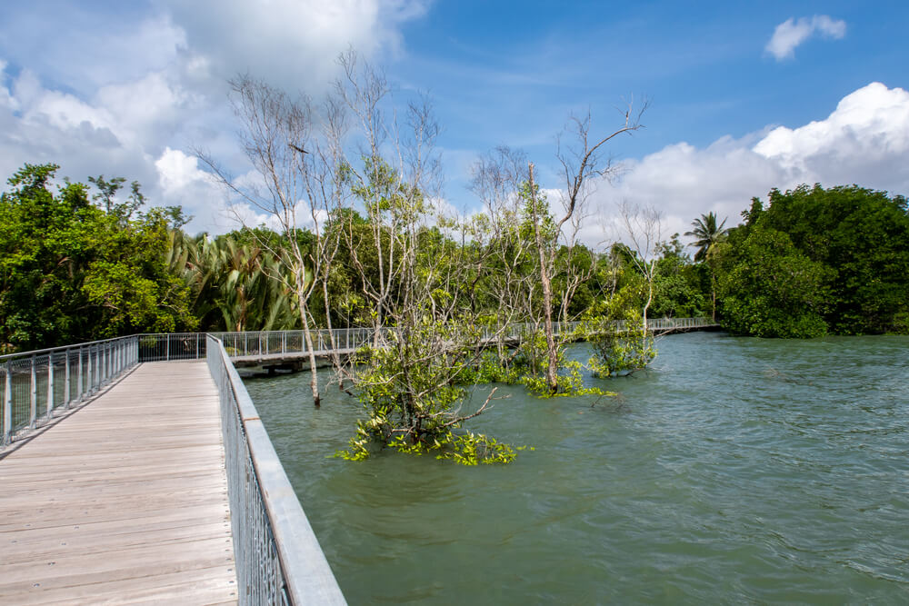 boardwalk going through the marsh