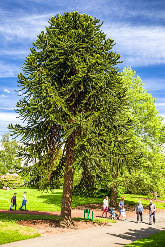 Monkey puzzle tree in Royal Botanic Garden 