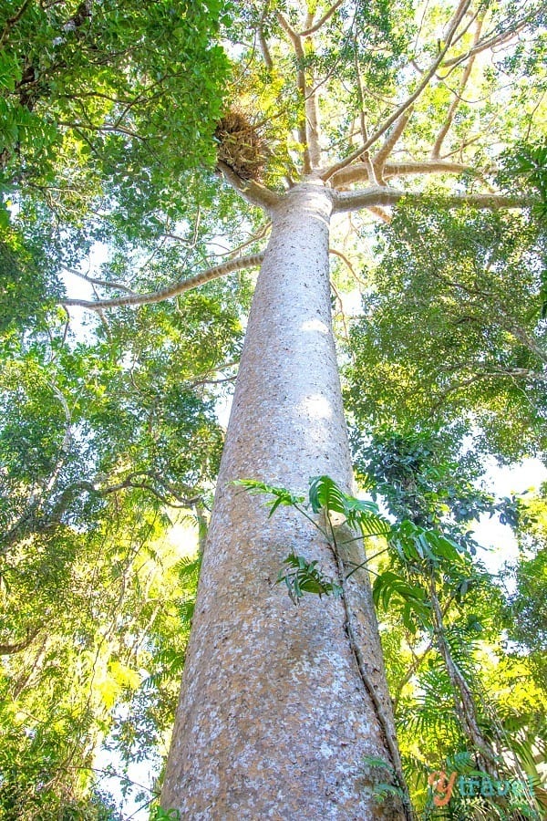 A close up of a tree