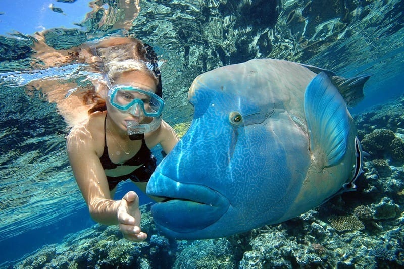 girl looking at giant maori wrasse on the reef