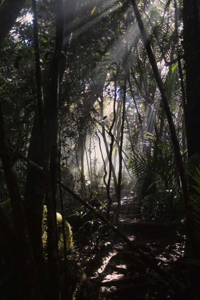 dark mystical forest