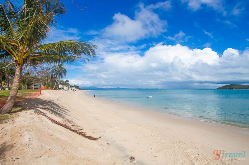 palm trees along the beach