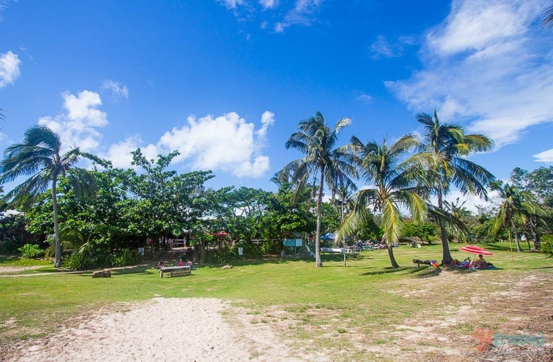 palm trees in a backyard