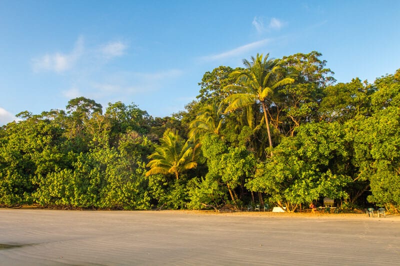 daintree rainforest on the edge of the beach