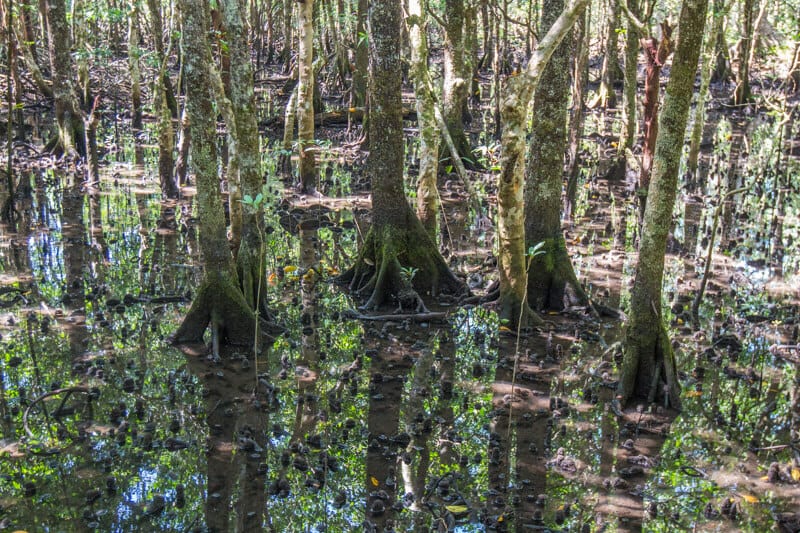 trees in a marsh